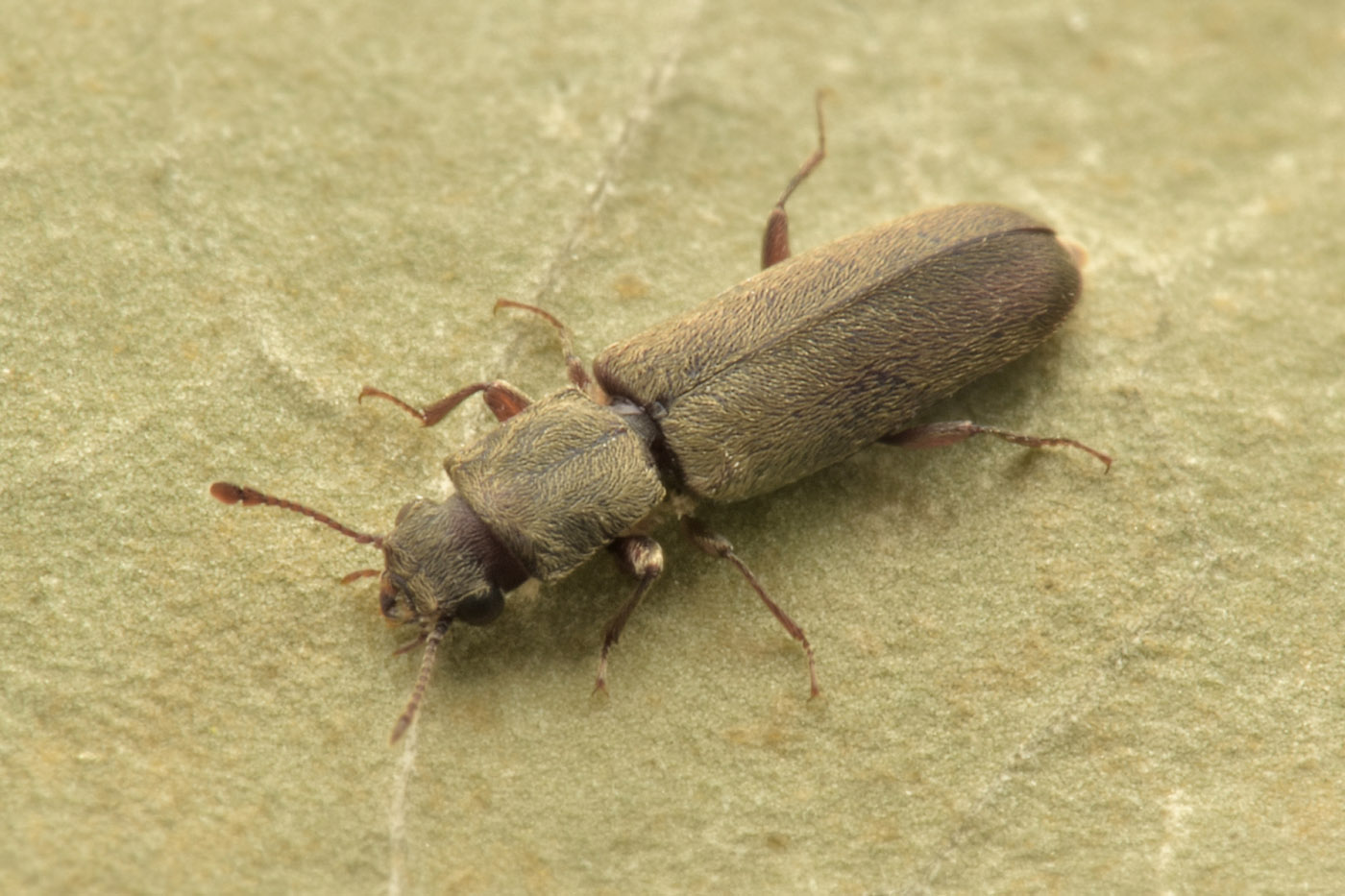 Bostrichidae: Trogoxylon sp.?  Sì, Trogoxylon cfr. parallelipipedum